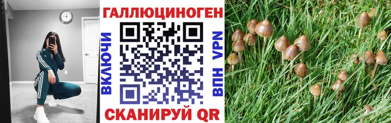 Купить  Курчалой  Псилоцибиновые грибы Cubensis 